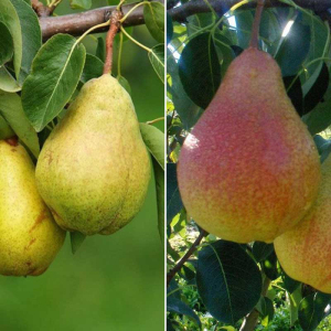 Груша дерево сад (Стрыйская + Любимица Клаппа)