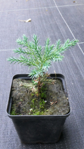 Ялівець лускатий Блю Карпет (Р9)