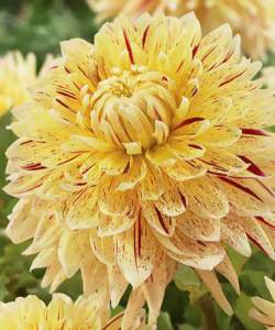 Жоржина Cambridge