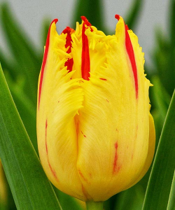 Тюльпан Фантом (Phantom), 2 шт