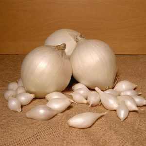 Цибуля - сіянка (саджанка) Сноубол 10 кг