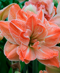 Гіппеаструм Exotic Nymph