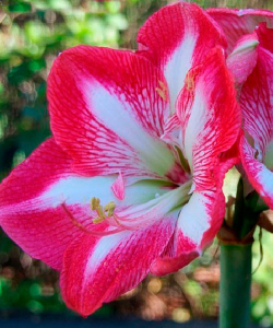 Гіппеаструм Monte Carlo