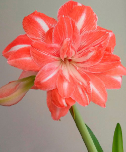 Гіппеаструм Sunshine Nymph