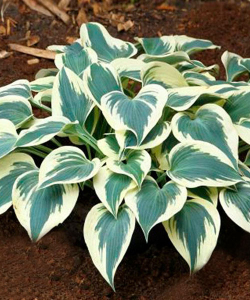Хоста Firn Line