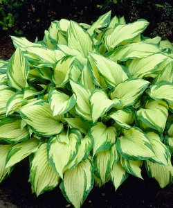 Хоста Fortunei Albopicta