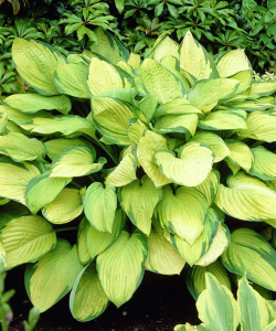 Хоста Gold Standard