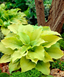 Хоста Piedmont Gold