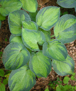 Хоста Tokudamа