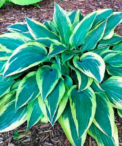 Хоста Wolverine