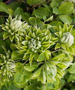 Клематис Green Passion