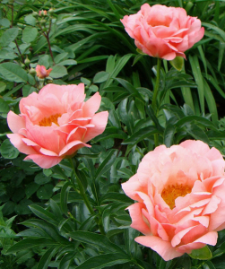 Півонія Coral Sunset