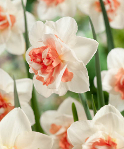 Нарцисс Май Стори (My Story)