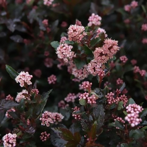 Пузыреплодник Литл Дэвил (Р9)