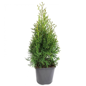 Туя західна Смарагд (С2)