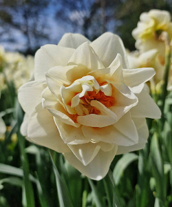 Нарцисс Гай Табор (Gay Tabor)