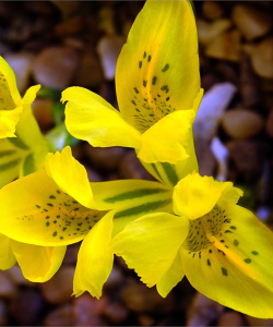 Ирис Данфорда (Danfordiae), 5 шт