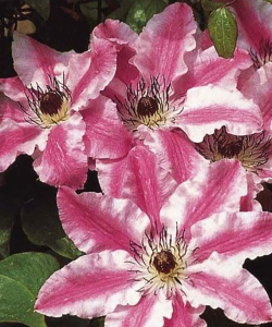 Клематис Capitan Thuilleaux