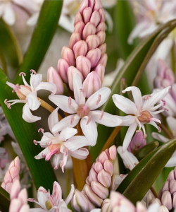 Пролесок Спринг Бьюти (Spring Beauty), 3 шт