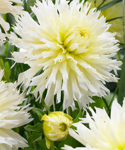 Жоржина Ice Crystal