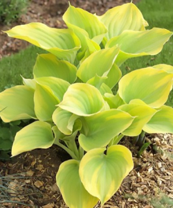 Хоста Dutch Flame