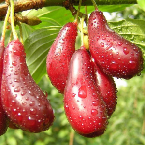 Кизил Старокиевский (привитой)