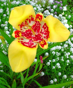 Тигридия Желтая, 5 шт