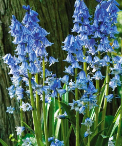 Гіацинтоідес синій, 5 шт