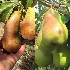 Груша дерево сад (Аббат Феттель + Дельбар)