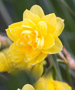 Нарцис Пенкребар (Pencrebar)