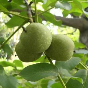 Волоський горіх Скіноський (сіянець)