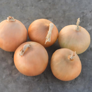 Цибуля - сіянка (саджанка) Радар 10 кг