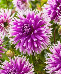 Жоржина Table Dancer