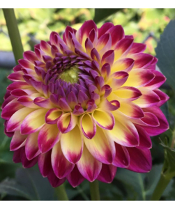 Жоржина Hapet Daydream