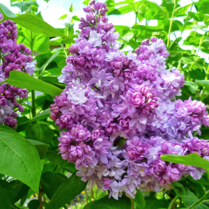 Сирень Katherine Havemeyer