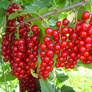 Смородина красная Мармеладниця