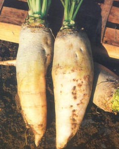 Буряк кормовий Білий гігант, 0,2 кг GSN