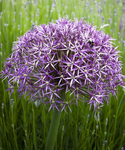 Аллиум Христофи (Cristophii)