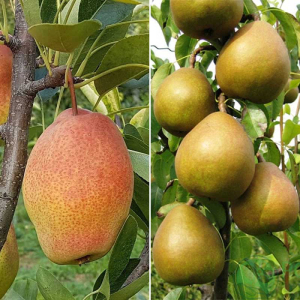 Груша дерево сад (Киргизская зимняя + Анжелис)