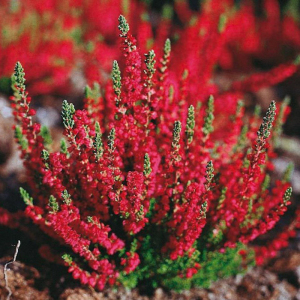 Вереск Dark Beauty