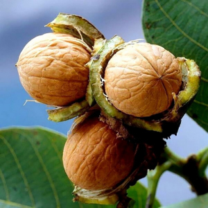 Грецкий орех Прикарпатский (сеянец)