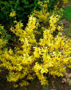 Форзиція середня Міні Голд (Р9)