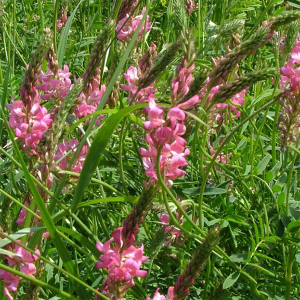 Еспарцет піщаний 5 кг, Україна