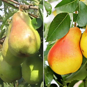 Груша дерево сад (Дельбар + Уильямс лето)