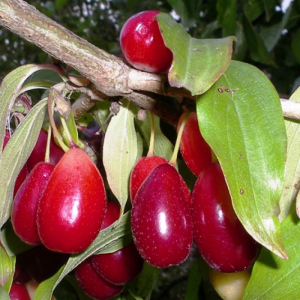 Кизил Элегантный (привитой)