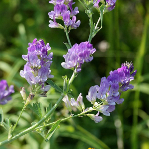 Люцерна Надія 0,5 кг, Україна