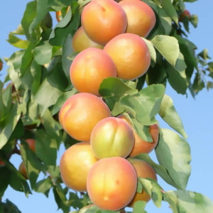 Абрикос колоновидный Принц Март
