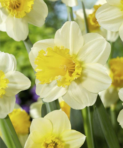 Нарцис Сугар Діппед (Sugar Dipped)