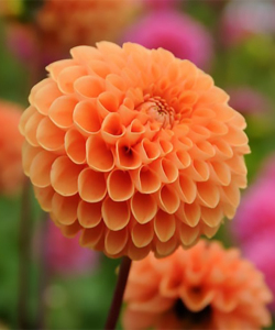 Жоржина Sylvia