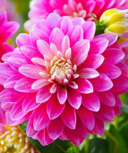 Жоржина Gallery Rembrandt